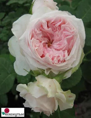 Купите роза клер роуз 🌹 из питомника Долина роз с доставкой!