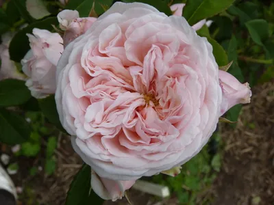 Роза » Клэр Роуз » Claire Rose (AUSlight) Austin Великобритания, 1986  Английские розы (English Rose, Austin)