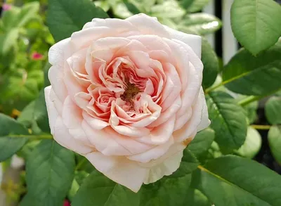 ХИТ-ПАРАД Парковых роз для оформления идеального розария! | Ксения  Rosebushes | Дзен