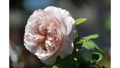 Роза Клер Роуз (Claire Rose) Английские, открытая корневая, на ВЕСНУ 2024 —  цветочнаяпалитра32.рф