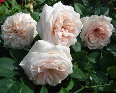 Роза английская Клер Роуз – купить в питомнике по цене 523 ₽