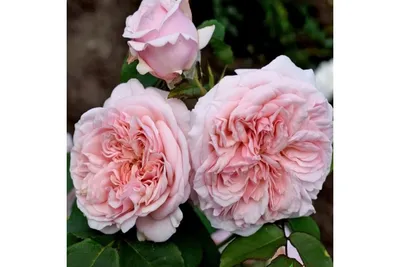 Роза английская 'Клэр Остин' - купить саженцы в Тюмени в садовом центре  \"Астра\" с доставкой по всей России