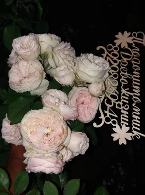 Цветение английской розы Клер Роуз. - YouTube
