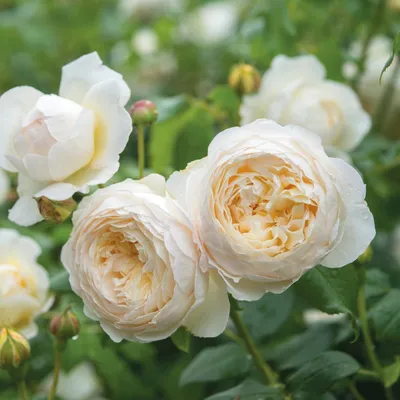 Особенности выращивания Клер Роуз розы | VseOlady.ru | Дзен