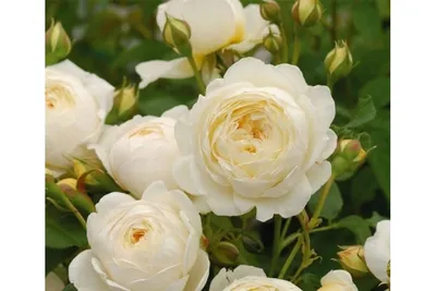 Саженцы розы Клер Роуз (ID#1785713189), цена: 95 ₴, купить на Prom.ua