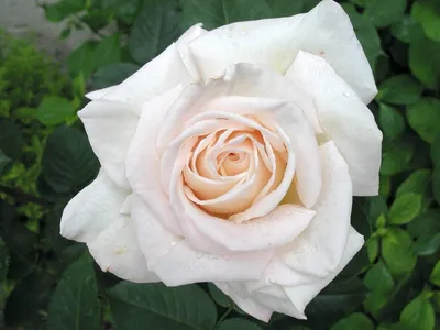 Троянда \"Claire Rose\" Клер Роуз