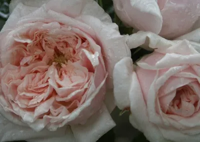Плетистые розы (шрабы). Сорта которые будут в наличии: 1. Клер Роуз  2.Чипиндейл 3. Антик 4. Вивьен роуз 5. Арлекин Цена 300 р. #розы #цветы… |  Instagram