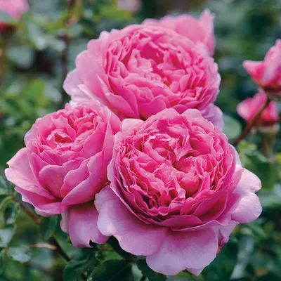 Саммер Роуз (Summer Rose) - Спрей Розый Розы - Розы - Каталог