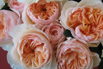 Саммер Роуз (Summer Rose) - Спрей Розый Розы - Розы - Каталог