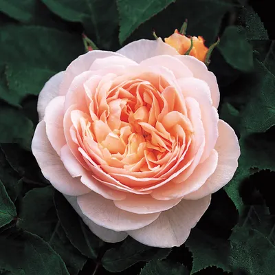 Саженцы розы английской Клэр Остин (Claire Austin) купить в Москве по цене  от 630 до 2340 руб. - питомник растений Элитный Сад