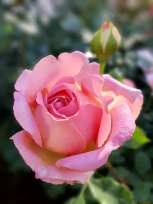 Роза Клер Роуз - 75 фото