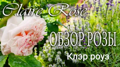 Роза » Клэр Роуз » Claire Rose (AUSlight) Austin Великобритания, 1986  Английские розы (English Rose, Austin)