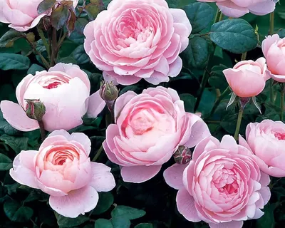 Саженцы розы английской Клэр Остин (Claire Austin) купить в Москве по цене  от 630 до 2340 руб. - питомник растений Элитный Сад