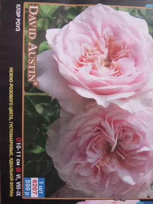 Обзор розы Клэр роуз Claire Rose - YouTube