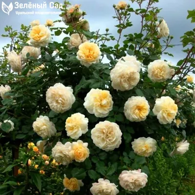 Роза розалинда (40 фото) - 40 фото