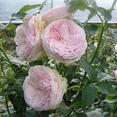 Английская роза Клер Роуз (Claire Rose) - Питомник роз