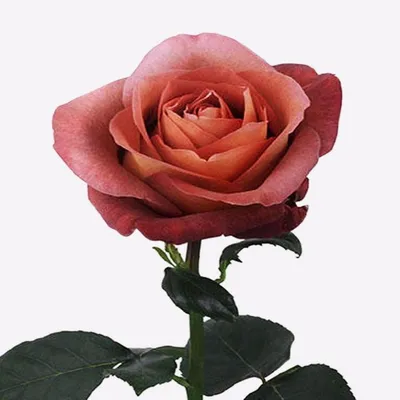 https://7semyan.ru/catalog/posadochnyy_material_vesna_2023/sazhentsy/roza/775797/