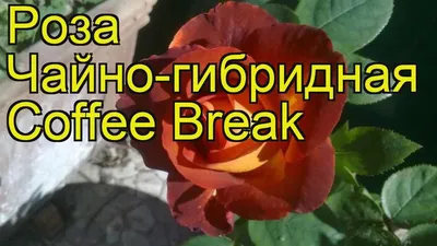 Роза Кофе Брейк (саженец) купить в Киеве, Украине недорого | Florium.ua