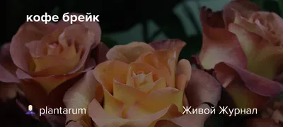 Роза чайно-гибридная Кофе Брейк – купить саженцы в питомнике \"КСП\" с  доставкой по России
