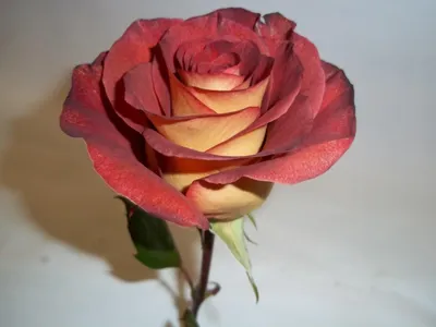 Роза «Кофе Брейк» Rose «Coffee Break» — Саженцы в Орле