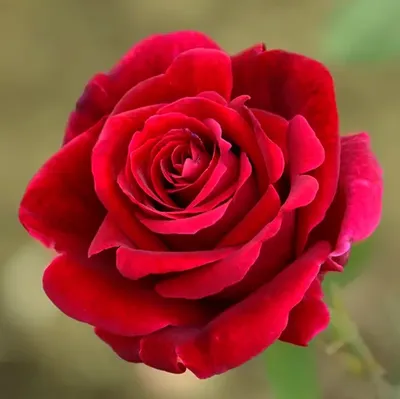 Роза Кофе Брейк / Энциклопедия цветов / Flower-shop.ru - служба доставки  цветов