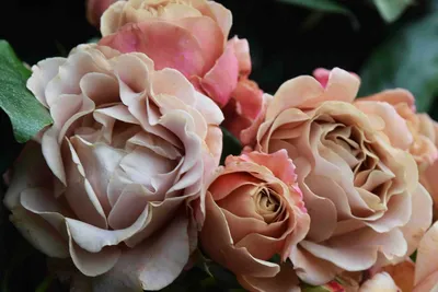 Роза Коко Локо: сорт с необычной окраской | Чудогрядка.рф | Дзен