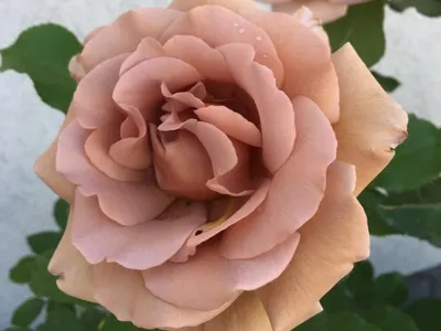 Роза флорибунда Коко Локо (Rosa Floribunda Koko Loko) ОКС осень 2024 хит  продаж — Питомник Летний сад