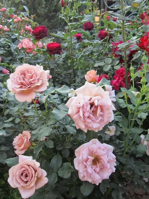 Саженцы розы флорибунда Коко Локо (Koko Loko) купить в Москве по цене от 1  800 до 2340 руб. - питомник растений Элитный Сад