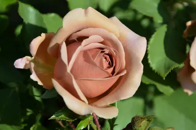 Саженцы розы Коко Локо купить Koko Loko | Агро Бреза Украина