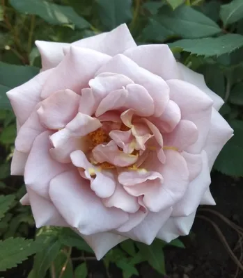 Роза Коко Локо: сорт с необычной окраской | Чудогрядка.рф | Дзен