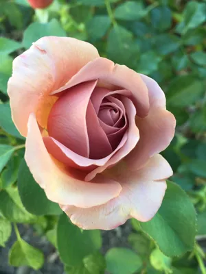 Роза 'Коко Локо' (флорибунда) (розово - кремовая) купить по цене 3.900,00  руб. руб. в Москве в садовом центре Южный