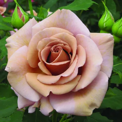 Саженцы розы \"Коко Локо\": продажа, цена в Запорожье. Рассада и саженцы  цветов от \"РОЗІНА\" - 725431373