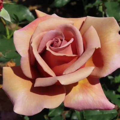 Саженцы розы флорибунда Коко Локо (Koko Loko) купить в Москве по цене от 1  800 до 2340 руб. - питомник растений Элитный Сад