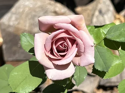 Three Coco Loco Roses Photograph by Scott Walker - Fine Art America