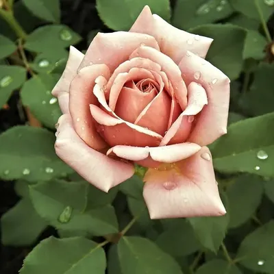 Koko Loco - Bare Root (Weeks) - Flourish Roses