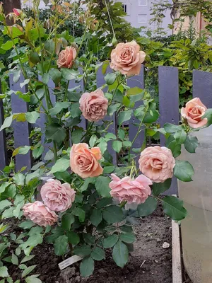 Роза Koko Loko (Коко Локо) – купить саженцы роз в питомнике в Москве