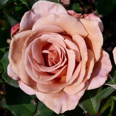 Коко Локо - моя ода розе!!! | Розы Кавказа🌹🌹🌹 | Дзен