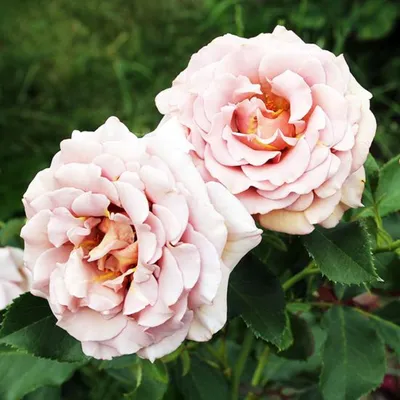 Buy Rosa 'Koko Loko' | Floribunda | Sarah Raven