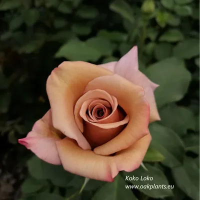 Саженцы розы Коко Локо купить Koko Loko | Агро Бреза Украина