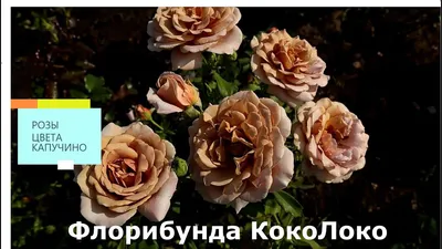 Koko Loko (Коко Локо) - Питомник декоративных растений \"Парковые Розы\"
