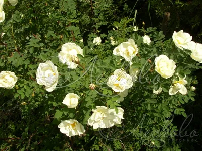 Роза колючейшая (бедренцеволистная) (Rose pimpinellifolia) - Изгороди - По  областям применения - Каталог - LESKOVO-PITOMNIK.ru