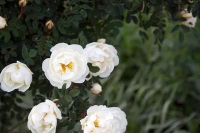Роза колючейшая махровая Плена / Rosa spinosissima | Розы, Растения