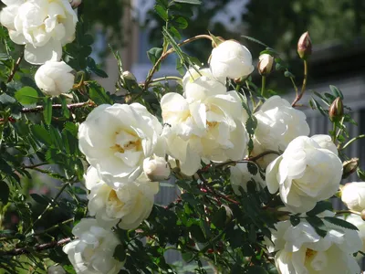 Роза колючейшая, или бендренцеволистная, или шиповник колючейший, (Rosa  pimpinellifolia) расцвела в дендрарии Ботанического.. | ВКонтакте