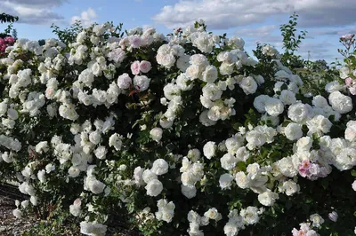 Роза колючейшая (бедренцоволистная, бедренцелистная) (Rosa spinosissima) -  описание сорта, фото, саженцы, посадка, особенности ухода. Дачная  энциклопедия.