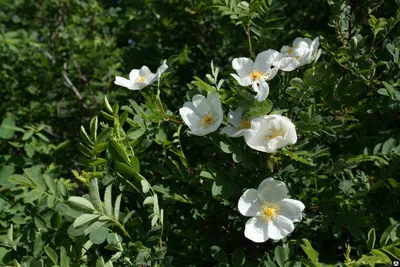 Шиповник колючейший (роза бедренцеволистная) - Шиповник - GardenPlants