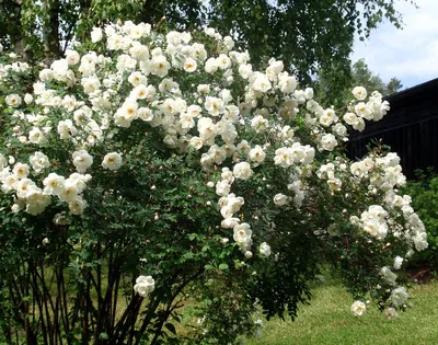 Роза бедренцеволистная колючейшая Rosa pimpipnellifolia C5 Купить в СПб