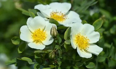 Фотокаталог растений: Шиповник колючейший (Rosa spinosissima)