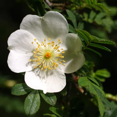 Роза бедренцеволистная \"Pimpinellifolia\"