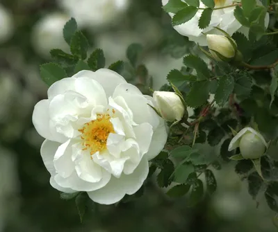 Rosa amblyotis C.A. Mey. x Rosa spinosissima L. - Роза тупоушковая х Роза  колючейшая - Полярно-альпийский ботанический сад-институт им. Н.А. Аврорина