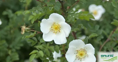 Роза колючейшая расцвела в Ботаническом саду МГУ ГОС СЭС